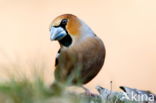 Appelvink (Coccothraustes coccothraustes)