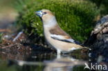 Appelvink (Coccothraustes coccothraustes)