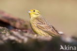 Yellowhammer (Emberiza citrinella)