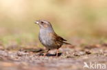 Heggemus (Prunella modularis)