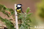 Koolmees (Parus major)