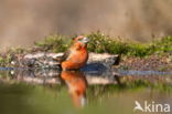 Red Crossbill (Loxia curvirostra)