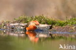 Red Crossbill (Loxia curvirostra)