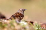 Dunnock