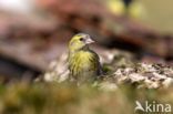 Yellowhammer (Emberiza citrinella)