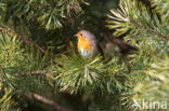 European Robin (Erithacus rubecula)