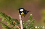 Great Tit (Parus major)