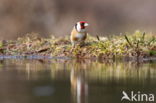 European Goldfinch (Carduelis carduelis)