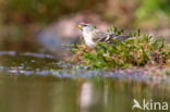 Kleine Barmsijs (Carduelis flammea cabaret)