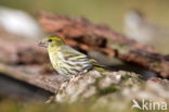 Eurasian Siskin (Carduelis spinus)