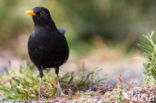 Eurasian Blackbird (Turdus merula)