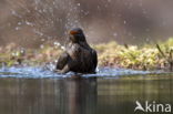 Merel (Turdus merula)