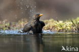 Merel (Turdus merula)