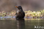 Merel (Turdus merula)