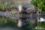 Kleine Barmsijs (Carduelis flammea cabaret)