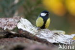 Great Tit (Parus major)