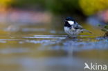 Zwarte Mees (Parus ater)