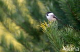 Glanskop (Parus palustris)