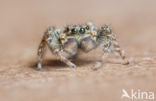 Jumping Spider (Marpissa muscosa)