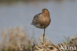 Black-tailed Godwit (Limosa limosa)