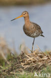 Black-tailed Godwit (Limosa limosa)