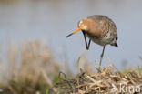 Grutto (Limosa limosa)