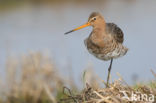 Black-tailed Godwit (Limosa limosa)