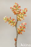 Bog myrtle (Myrica gale)