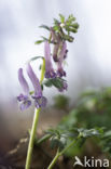 Vingerhelmbloem (Corydalis solida)