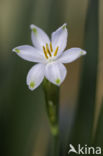 Zomerklokje (Leucojum aestivum)