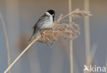 Reed Bunting (Emberiza schoeniclus)