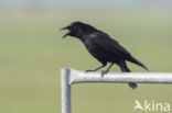 Zwarte Kraai (Corvus corone)