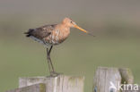 Black-tailed Godwit (Limosa limosa)