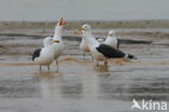 Kleine Mantelmeeuw (Larus fuscus)