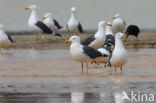 Kleine Mantelmeeuw (Larus fuscus)