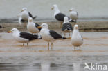 Kleine Mantelmeeuw (Larus fuscus)