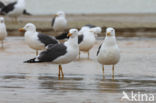 Kleine Mantelmeeuw (Larus fuscus)