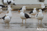 Kleine Mantelmeeuw (Larus fuscus)