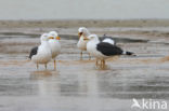 Lesser Black-backed Gull (Larus fuscus)
