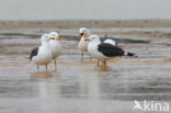 Kleine Mantelmeeuw (Larus fuscus)