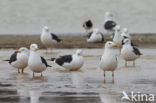 Kleine Mantelmeeuw (Larus fuscus)