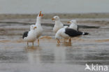 Kleine Mantelmeeuw (Larus fuscus)