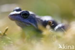 Moor Frog (Rana arvalis)