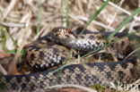 Common Viper (Vipera berus)