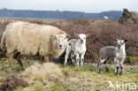 Drents heideschaap (Ovis domesticus)