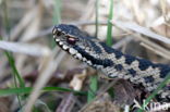 Adder (Vipera berus)