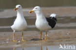 Kleine Mantelmeeuw (Larus fuscus)