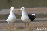 Kleine Mantelmeeuw (Larus fuscus)