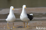 Kleine Mantelmeeuw (Larus fuscus)