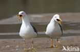 Lesser Black-backed Gull (Larus fuscus)